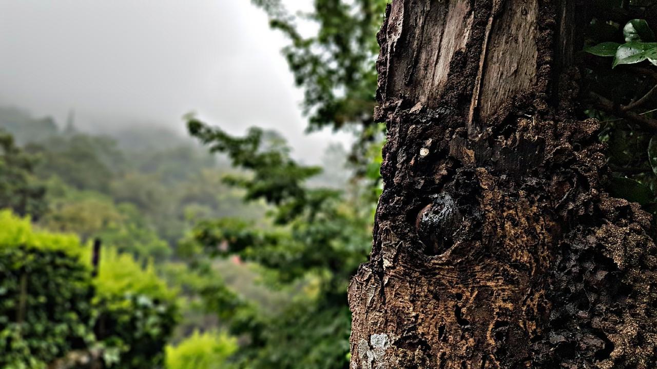 Akainoie Hotel Minca Luaran gambar
